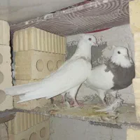 کبوترطوقی