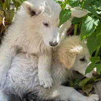 توله دو ماهه ژرمن سوییسی دماوندهر عدد بیست تومن|سگ|دماوند, گیلاوند|دیوار