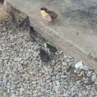 جوجه ۱ ماهه سالم وسرحال|حیوانات مزرعه|آق قلا, |دیوار