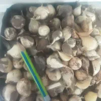 فروش موسیر بذری