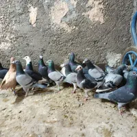 کبوتر پلاکی و رنگی