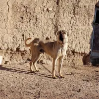 توله سرابی سگ گله