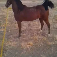 کره مادیان کرد