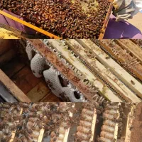 فروش کلنی زنبور عسل