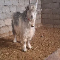 بزقاله دوبری ترکی|حیوانات مزرعه|بن, |دیوار