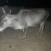 گاو با گوساله موجود قیمت مناسب