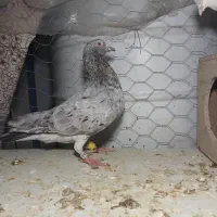 سرور نر بیرون شهری