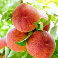 توزیع نهال هلو جوادی آبدار و پربار