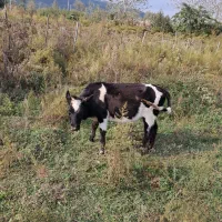 گاومحلی|حیوانات مزرعه|شاندرمن, |دیوار