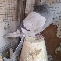 ماده خرقه نقره ای دمگیر|پرنده|اصفهان, کارلادان|دیوار