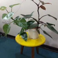 یک گلدان گل فیلودندرون  دو تنه ای