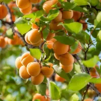 آغاز پیش‌فروش نهال زردآلو شکرپاره لیبل دار