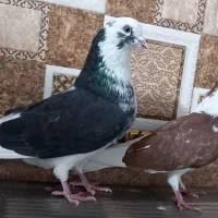 کبوتر گرفتنی یکجایی