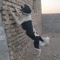 واگذاری دو عدد توله سگ