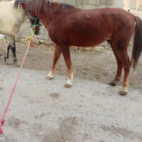 اسب قدبلند۵ساله|اسب و تجهیزات اسب‌سواری|ارومیه, |دیوار