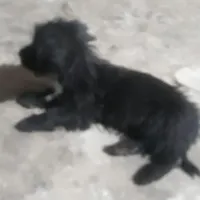 سگ پشمالو پا کوتاه