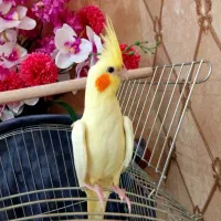 طوطی عروس هلندی لوتینو زعفرانی فوق دستی