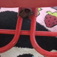 سه چرخه سالم|دوچرخه، اسکیت، اسکوتر|مشهد, رستگار|دیوار