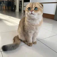 گربه های نر برای جفتگیری|گربه|تبریز, |دیوار