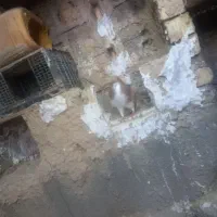 کبوتر|پرنده|نورآباد ممسنی, |دیوار