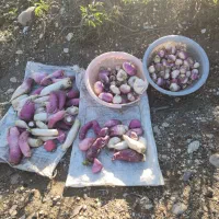 تُرب و شَلغم|خوردنی و آشامیدنی|گلوگاه, |دیوار