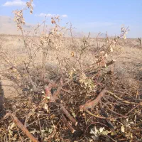 فروش چوب سیب باقیمانده هرس کلی|خدمات باغبانی و درختکاری|شیراز, حومه شیراز|دیوار