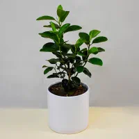 فیکوس در همه مدل در گلرویا|گل و گیاه طبیعی|قم, پردیسان|دیوار