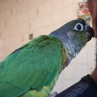 گرینچیک، حلقه پا، سخنگو و نر|پرنده|تبریز, |دیوار