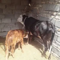 گاو  گوساله ماده|حیوانات مزرعه|زابل, |دیوار