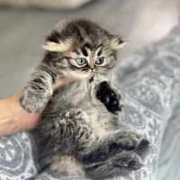 بریتیش گلدبلک هایلند دوماهه