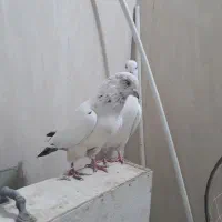 کبوتر کفتر|پرنده|ساوه, |دیوار