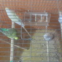 ۳جفت مرغ عشق