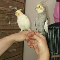 عروس هلندی مولد