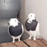 یک جفت طوقی کاکلی نر و ماده