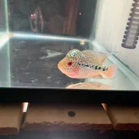 فلاور کامفا f2