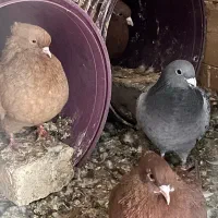 کفتر|پرنده|پاکدشت, پاکدشت (مامازند)|دیوار