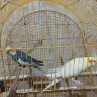 عروس هلندی نر و ماده