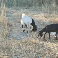 بز افغانی نر|حیوانات مزرعه|خرمشهر, |دیوار