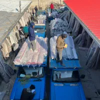 اوسا شور و کارگر قالیشویی