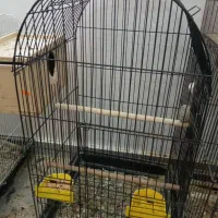 عروس هلندی مولد جفت|پرنده|بندر انزلی, معلم|دیوار