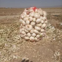 پیاز سفید محلی درجه 1