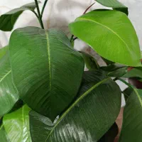 گل مصنوعی|گل مصنوعی|مشهد, امامیه (شهرک غرب)|دیوار