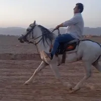 اسب یورقع