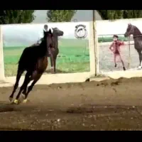 فروش مادیان بادوکره عرب|اسب و تجهیزات اسبسواری|برازجان, |دیوار