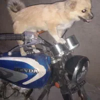 سگ پامر