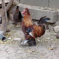 جوجه خروس و مرغ محلی