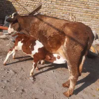 گاو شیری دو دندان|حیوانات مزرعه|هشترود, |دیوار