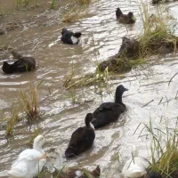 اردک از نیمچه هم بزرگتر در سیاهکل