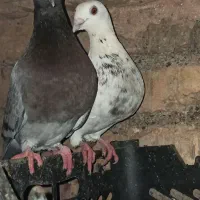 کفتر/کبوتر فروشی اردکان|پرنده|اردکان, |دیوار