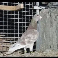 غوره ای پولکی نر